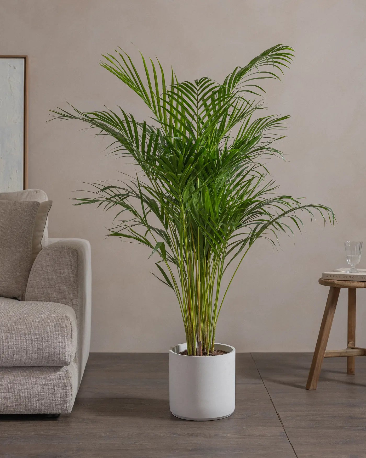 Areca Palm
