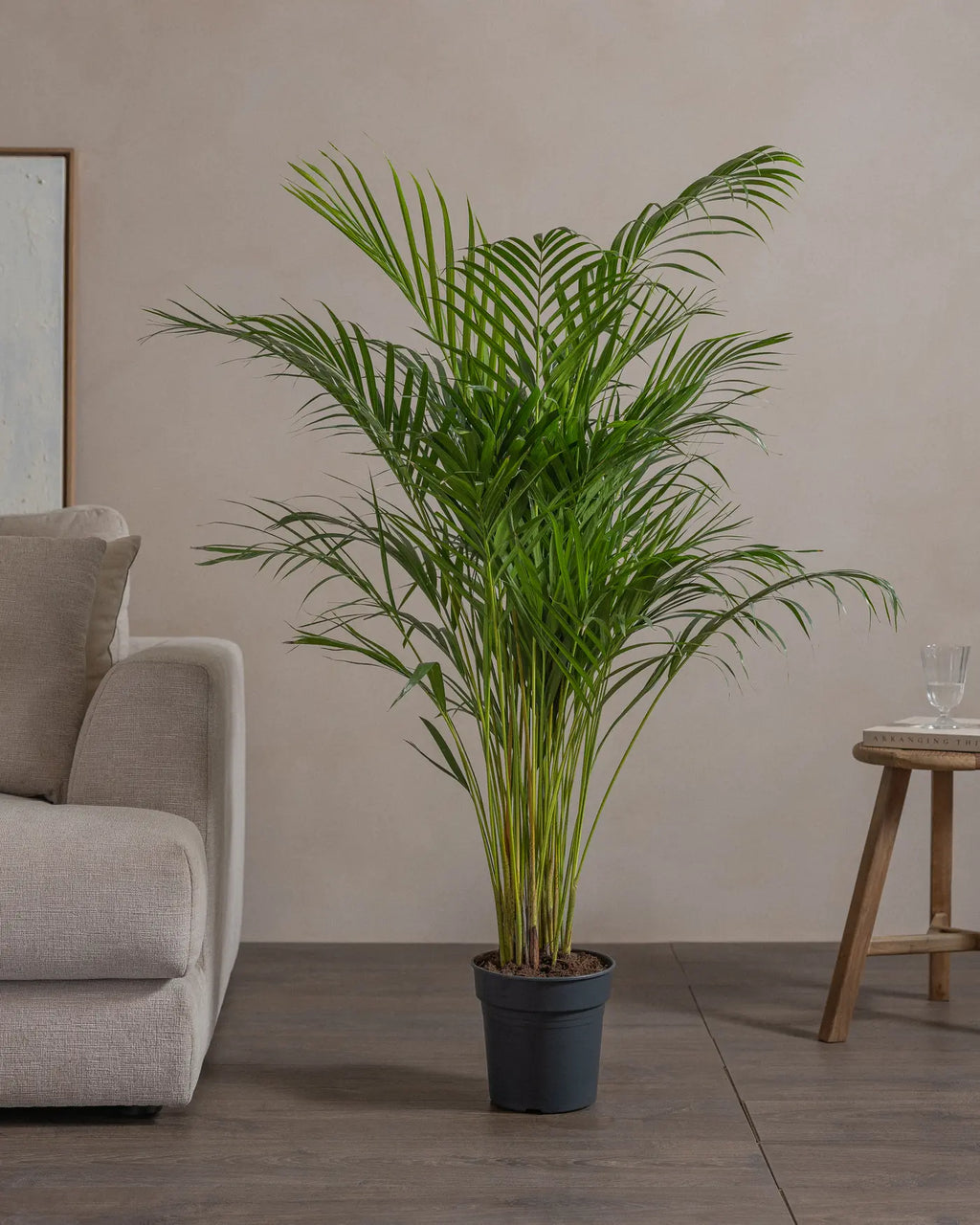 Areca Palm