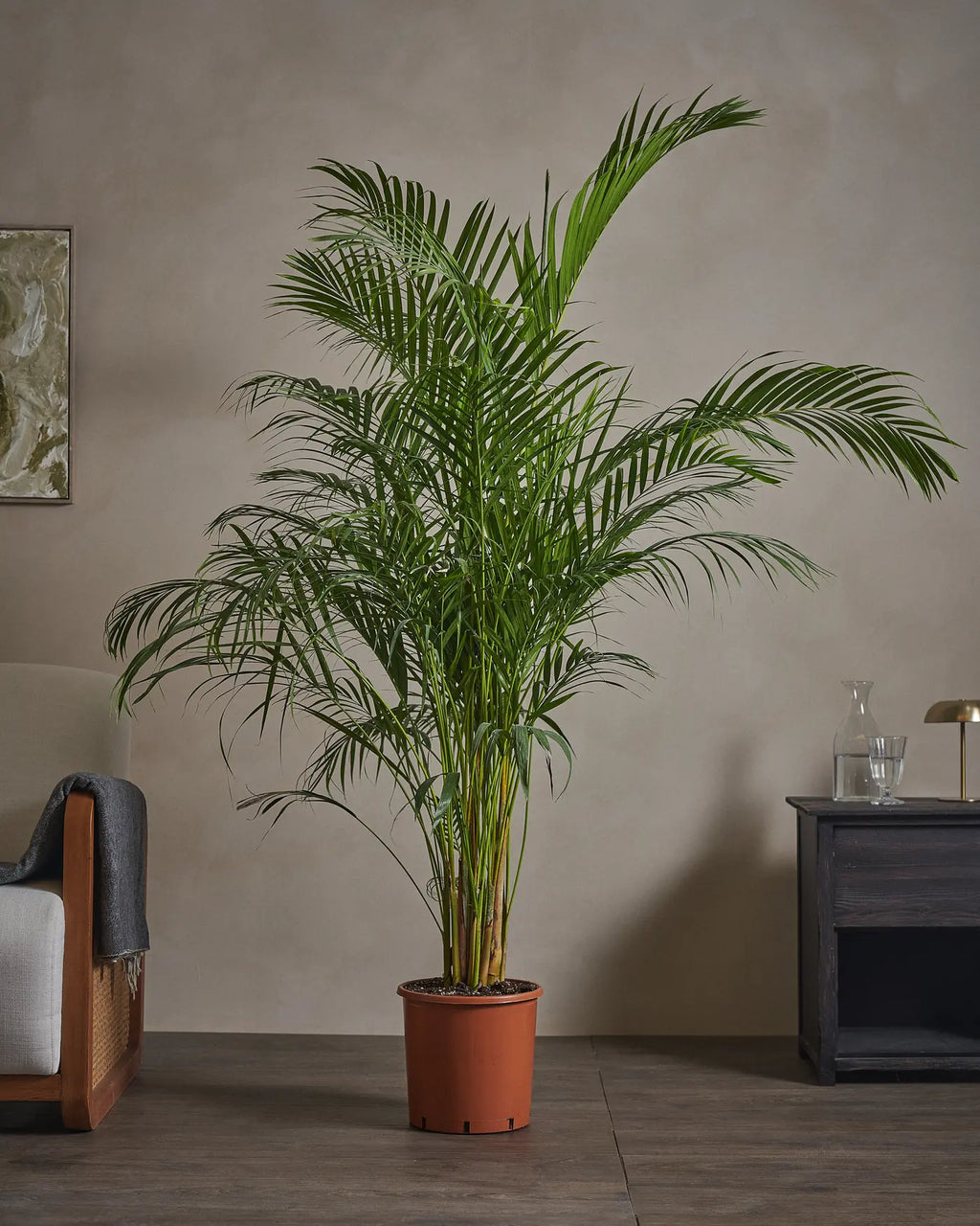Areca Palm
