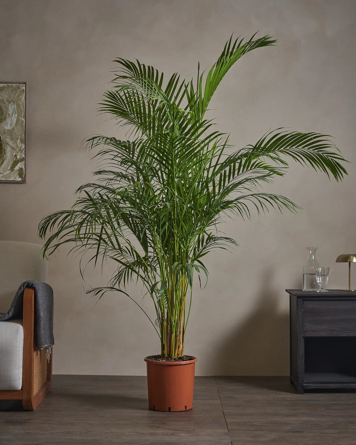 Areca Palm
