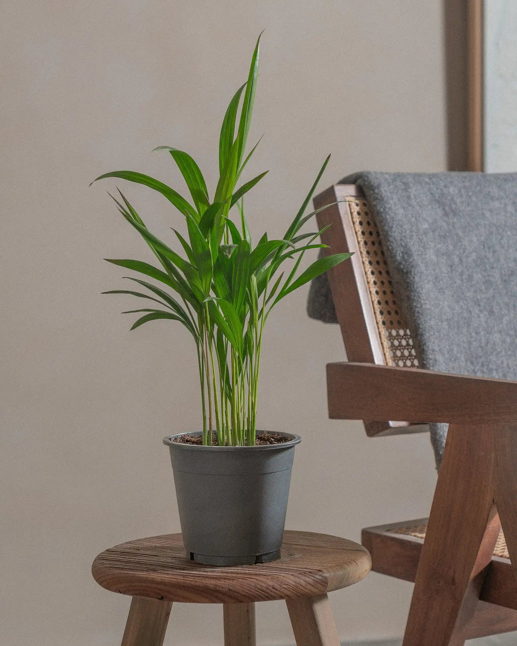 Areca Palm
