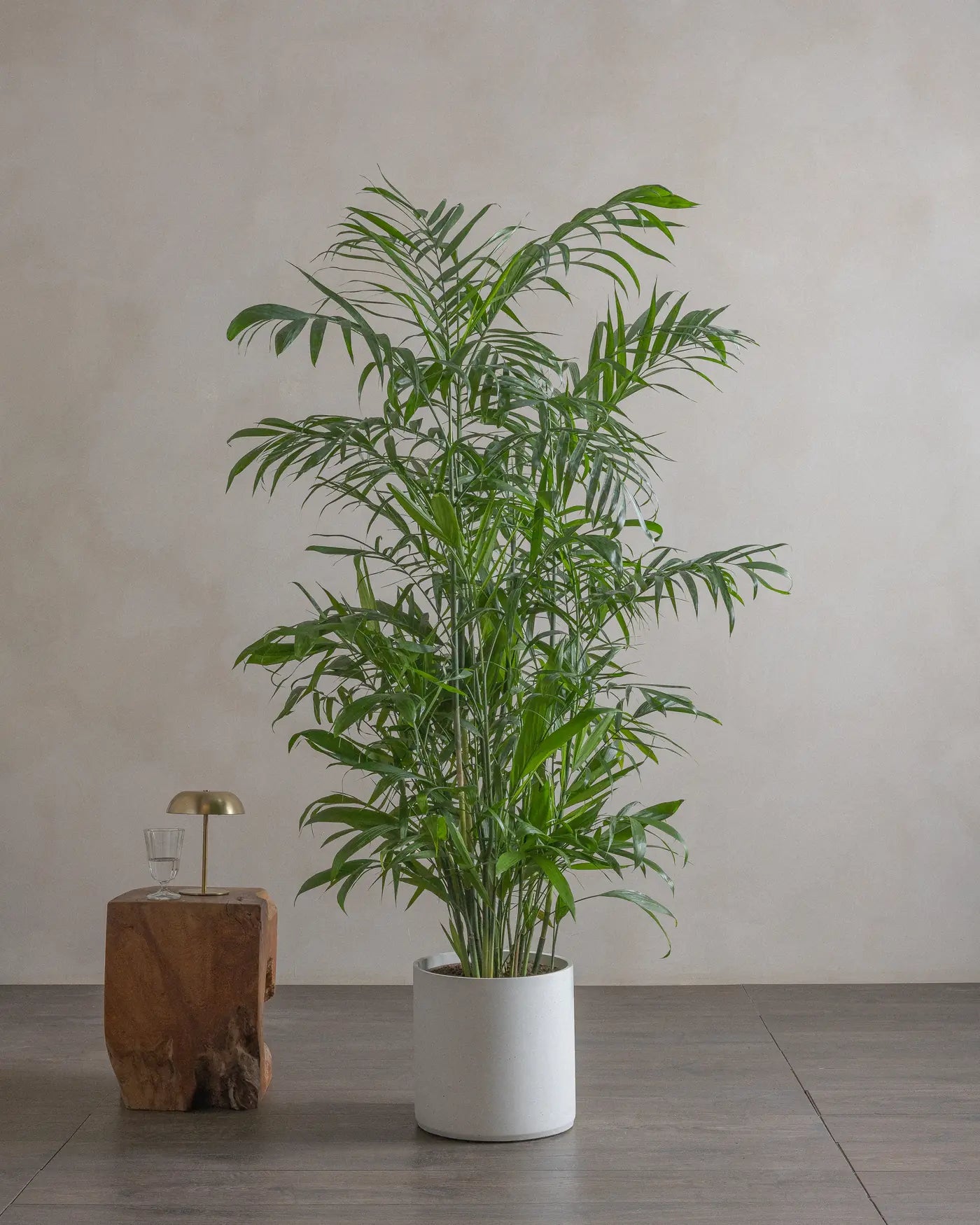 Bamboo Palm