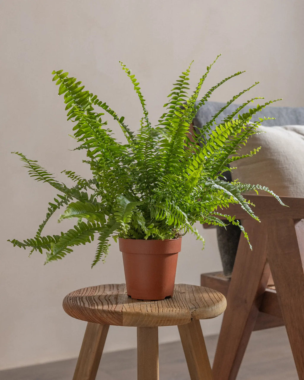 Boston Fern