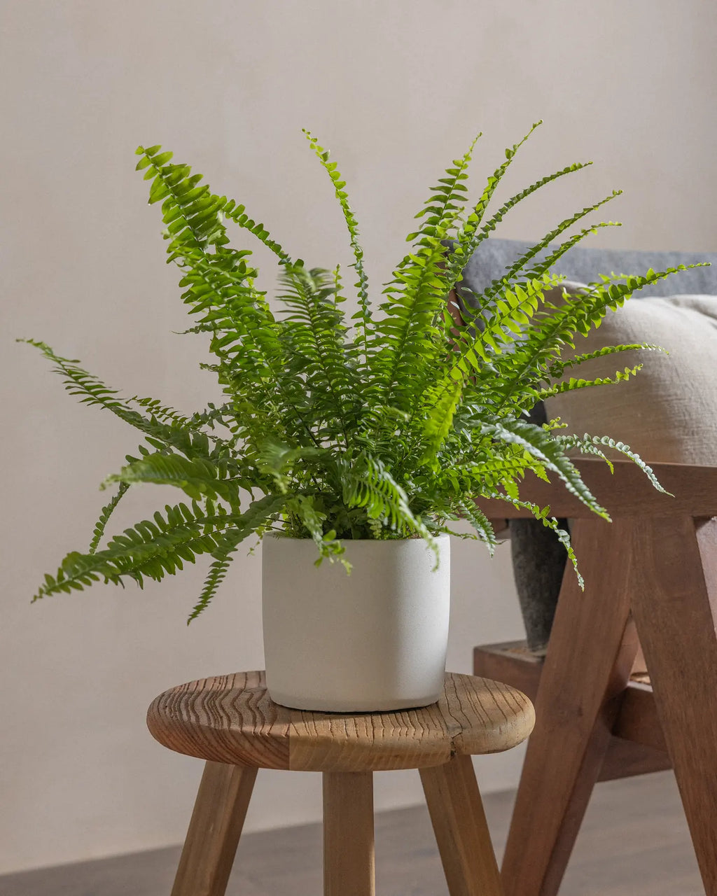 Boston Fern