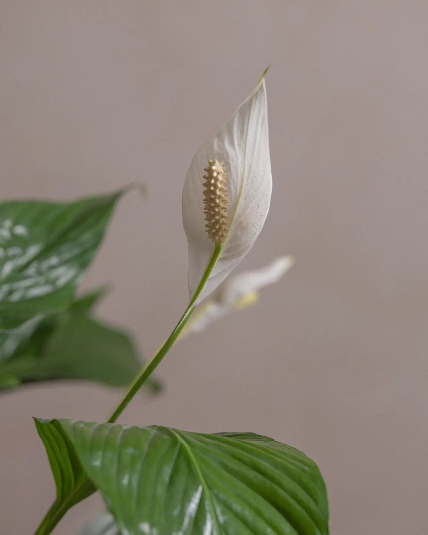 Peace Lily