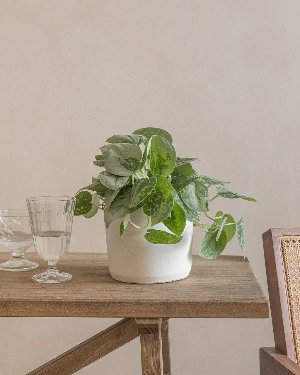 Silver Pothos
