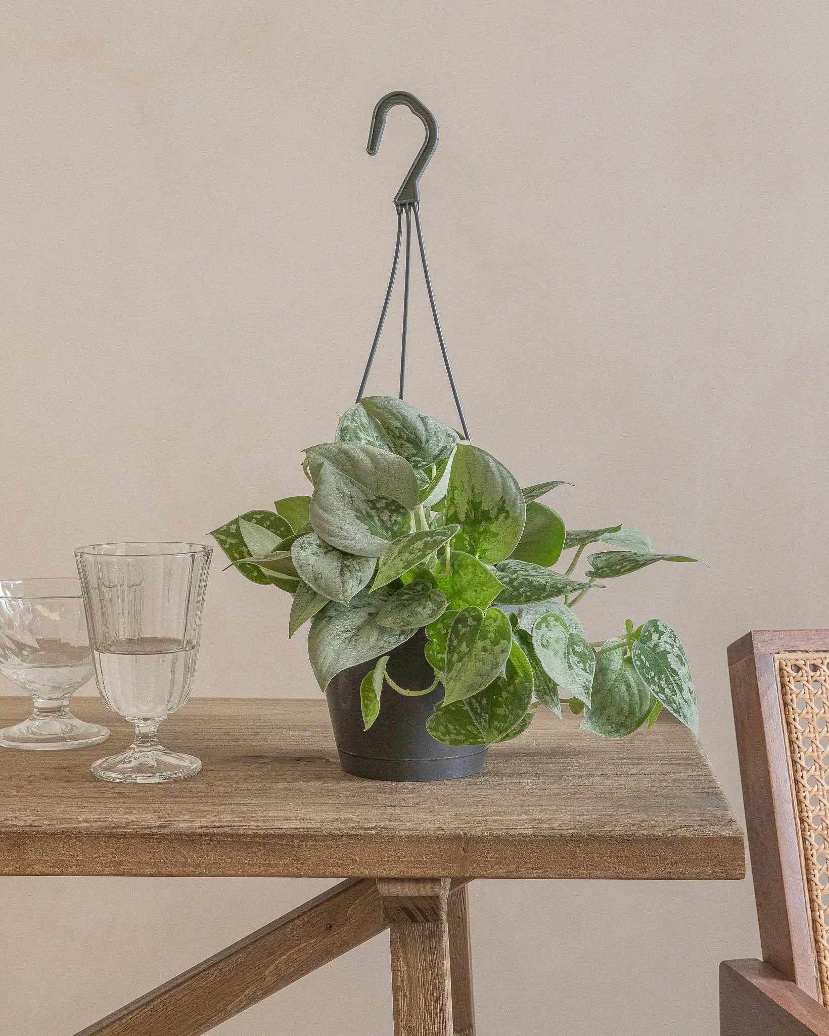 Silver Pothos